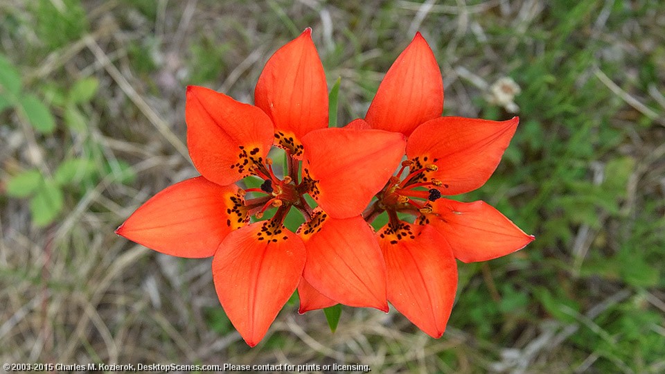 A Splash of Orange 