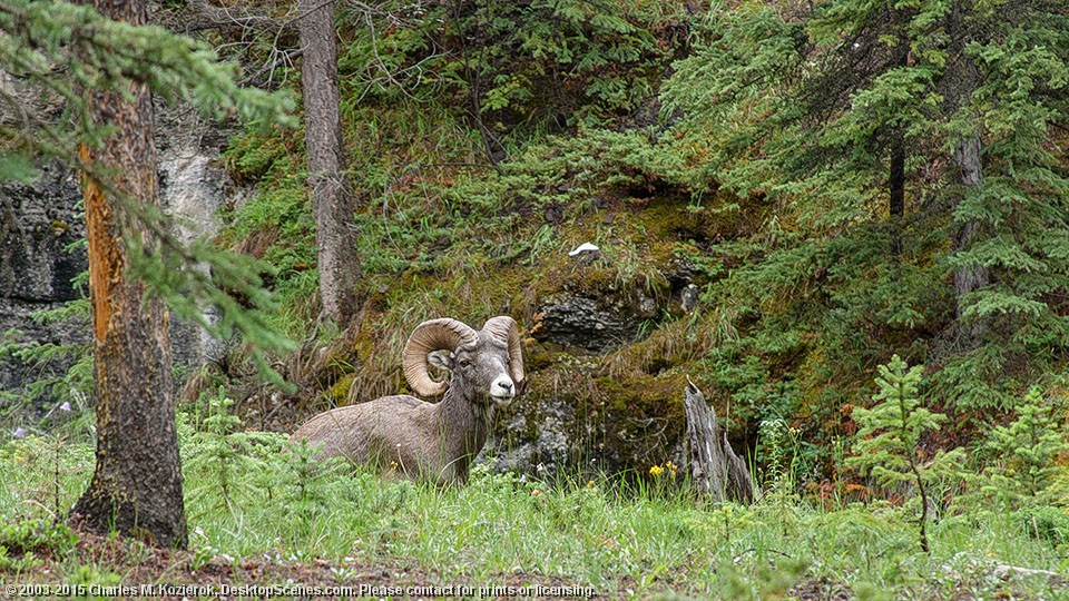 Bighorn Sheep at Maligne Canyon 