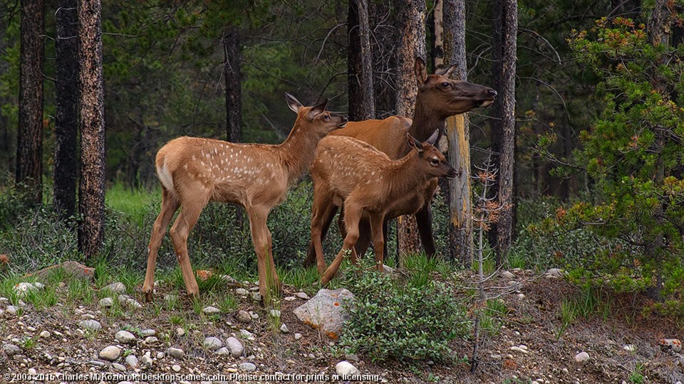 Doe and Fawns 