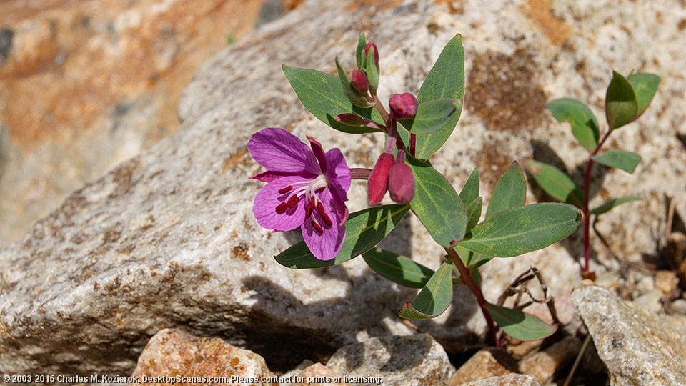 Dwarf Fireweed 