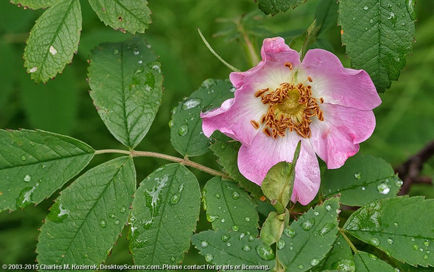 Wet Rose 