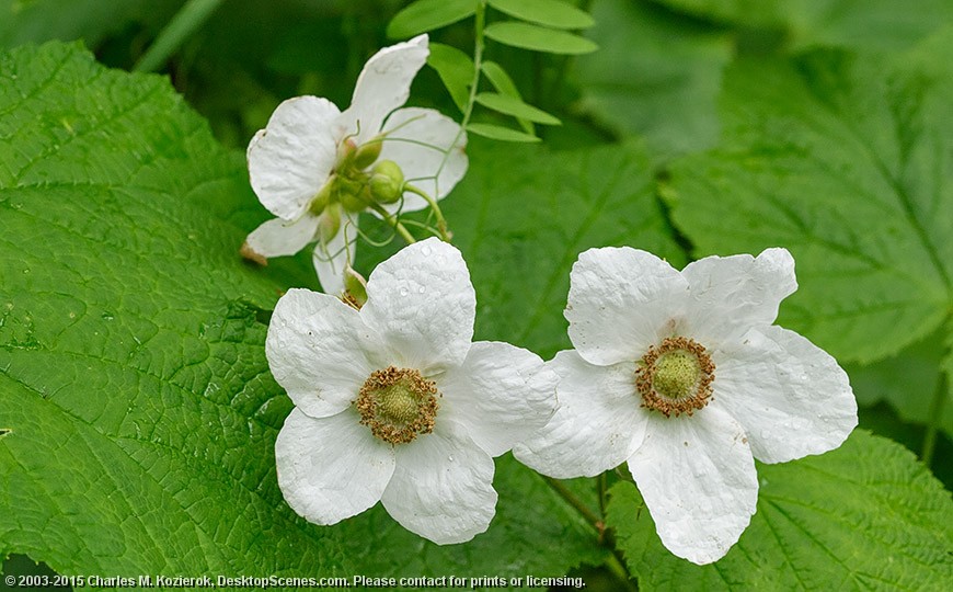 Wild Thimbleberry 