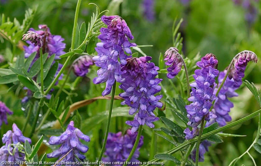 Wild Vetch 