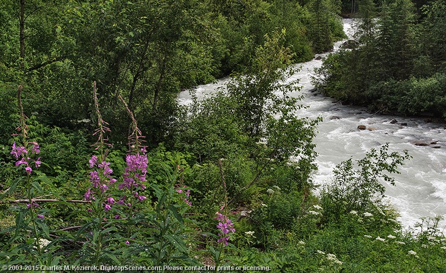 Fireweed near the Robson River 