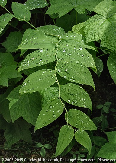 Raindrop Symmetry 