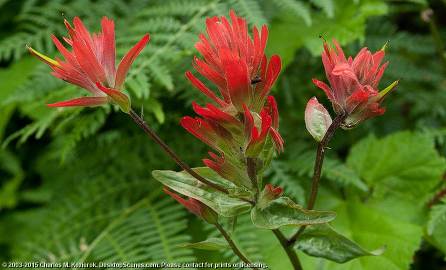 Red and Green 