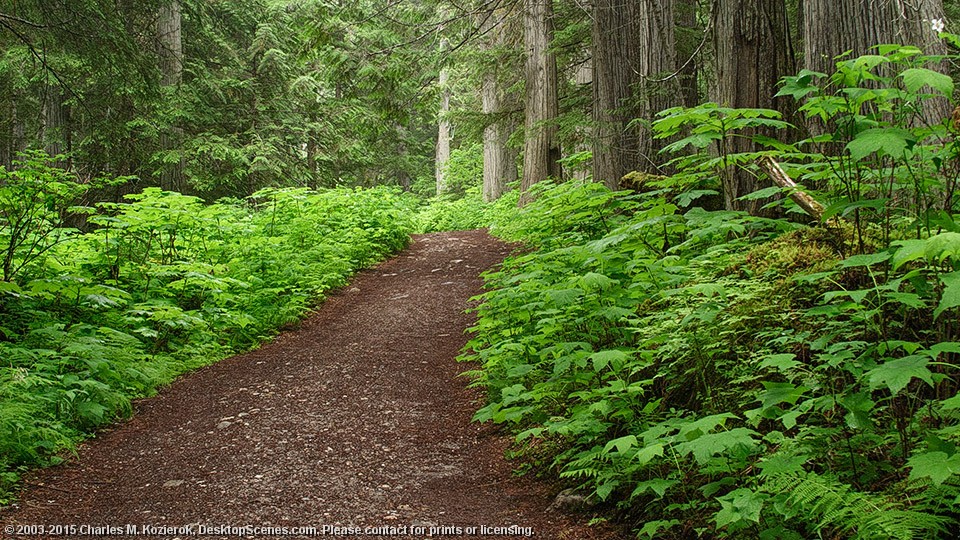 The Berg Lake Trail 