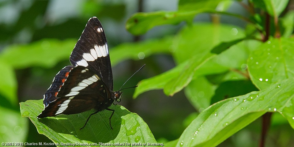 White Admiral 