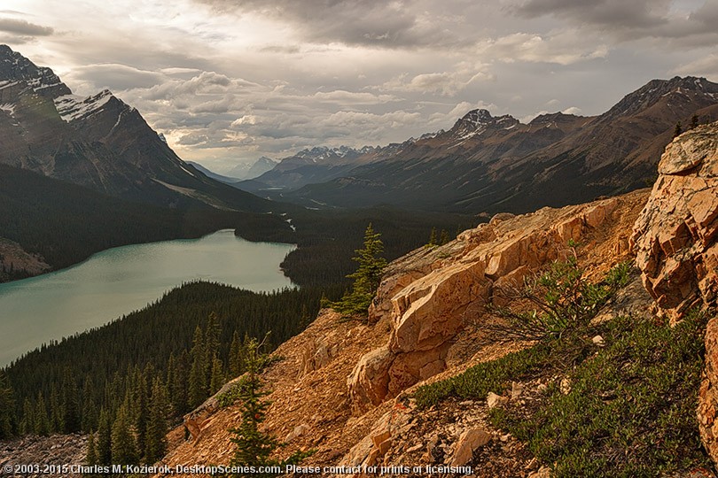 Golden Peyto 