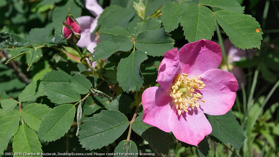 Rosa Acicularis