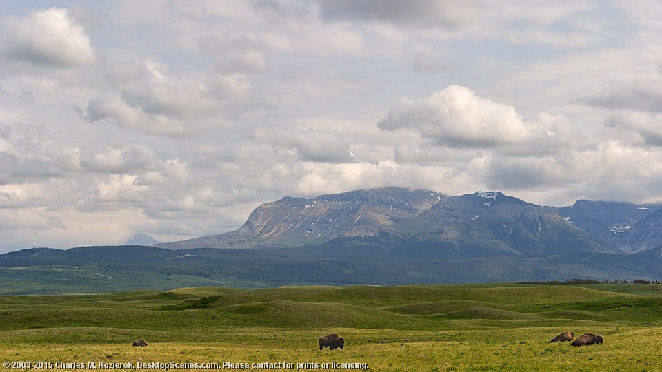 Bison Paddock