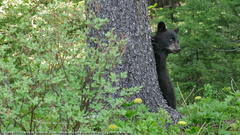 Black Bear Baby 