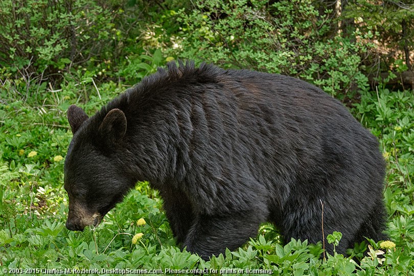 Black Bear Mama 