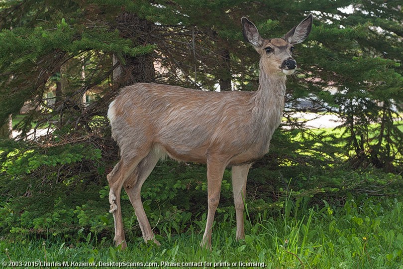 Deer Tourist... 