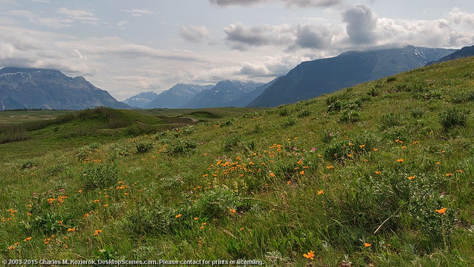 Hazy Meadow