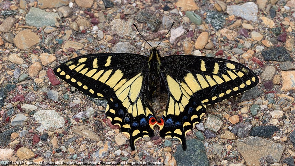 Tiger Swallowtail