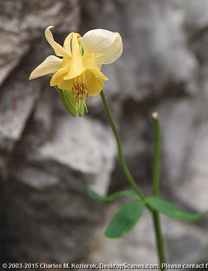 Yellow Columbine