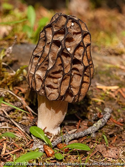 Black Morel 