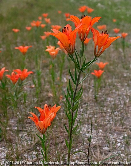 Field Lilies 