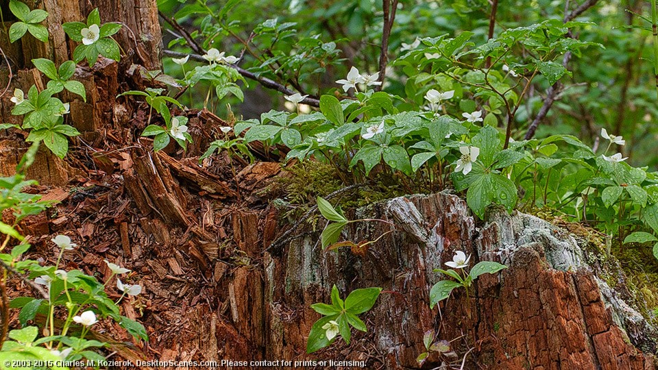 Wet Dogwood 