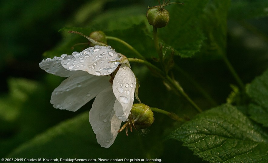 Wet and Wild Rose 