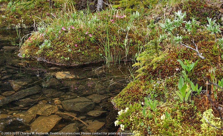 Alpine Vegetation