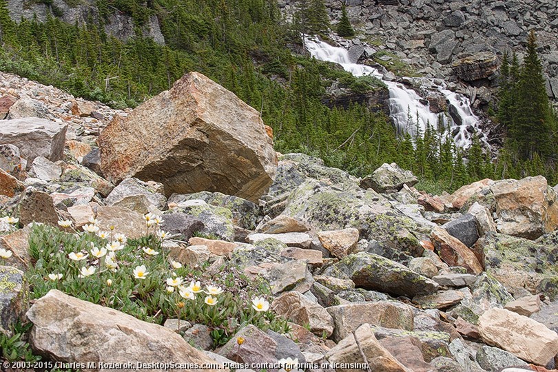 Flowers, Rocks and Falls 