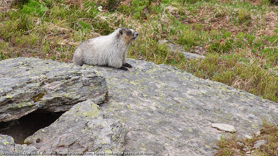 Hoary Marmot 