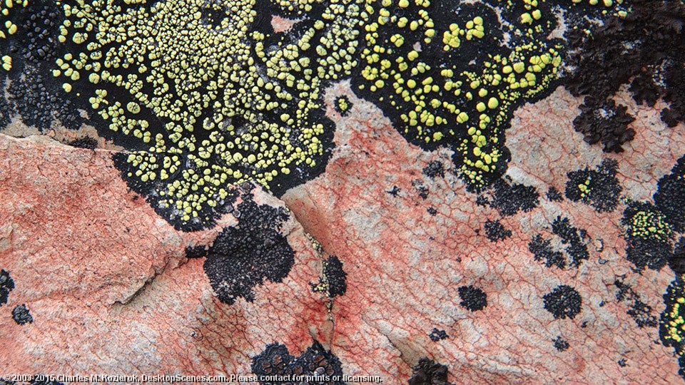 Lichen Patterns 