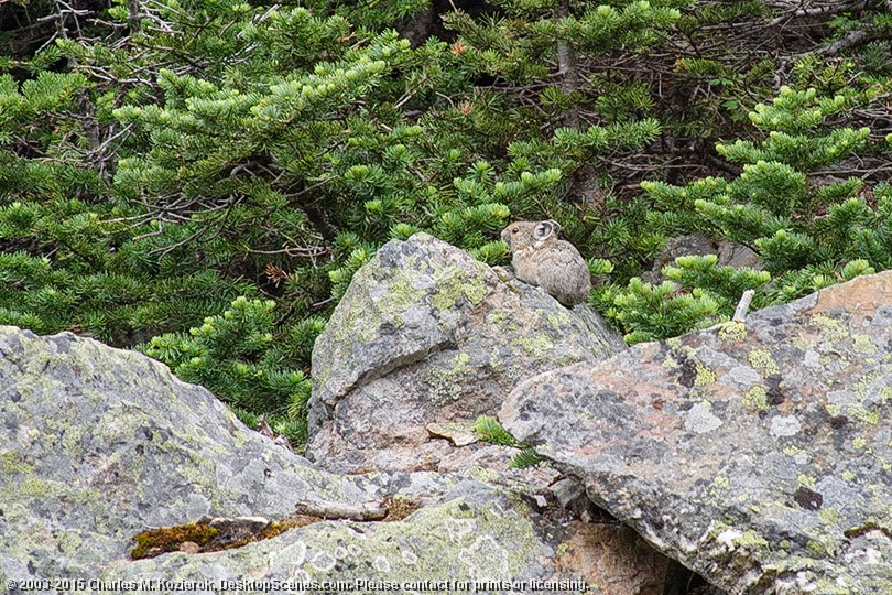 Pika!