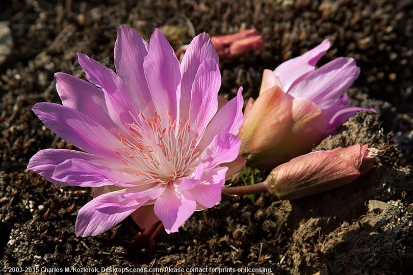 Bitterroot Beauty 