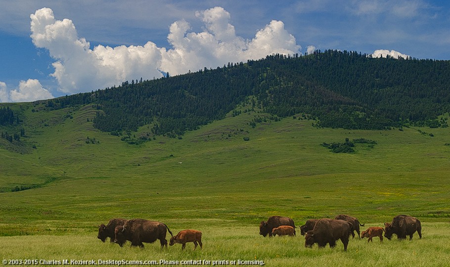 Home on the Range 