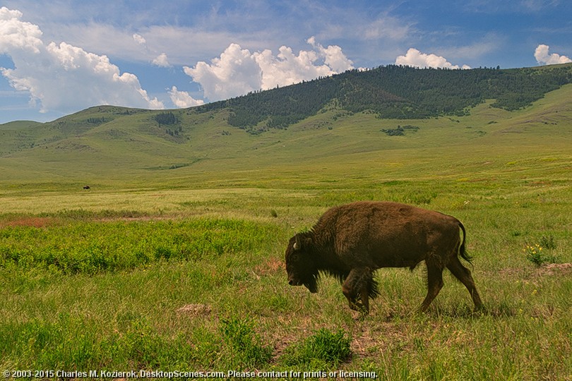 The Lone Grazer 