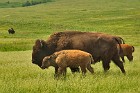 A_Bison_Family_Affair.jpg